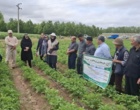 پایش مرحله داشت سیب‌زمینی در سایت الگویی اردبیل