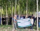 روز مزرعه سایت الگویی صنوبر در اردبیل برگزار شد/ گامی جهت توسعه زراعت چوب و کاهش فشار بر جنگل‌ها