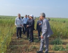 تحول در تولید کنجد ایران؛ از اصلاح‌نژاد برای برداشت مکانیزه تا بازنگری در سیاست‌های قیمتی