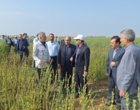 تحول در تولید کنجد ایران؛ از اصلاح‌نژاد برای برداشت مکانیزه تا بازنگری در سیاست‌های قیمتی