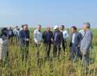 تحول در تولید کنجد ایران؛ از اصلاح‌نژاد برای برداشت مکانیزه تا بازنگری در سیاست‌های قیمتی