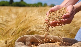 بذور اصلاح شده، تضمین‌کننده امنیت غذایی و تاب‌آوری کشاورزی