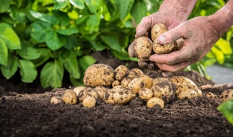 افزایش کارایی مصرف آب؛ با آرایش کاشت جدید سیب‌زمینی
