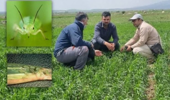 وبینار تخصصی مدیریت آفات غلات در دیمزارها