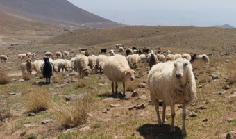 طرح تحقیقی- توسعه‌ای سه‌سالۀ برای ارتقای بهره‌وری پرورش دام سبک اجرا می‌شود