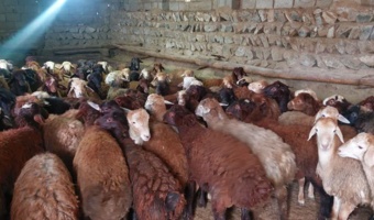 پرواربندی علمی بره‌ها، محرک توسعه اقتصادی در مناطق روستایی