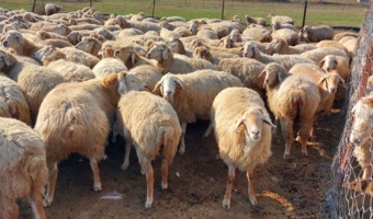 بهینه‌سازی عملکرد اقتصادی گوسفند مغانی در سامانه عشایری