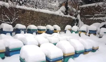 زمستان‌گذرانی هوشمند، ضرورتی برای پایداری صنعت زنبورداری در مناطق سردسیر