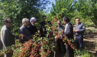 تأکید امام‌جمعه مشگین‌شهر بر ضرورت “کاربردی‌سازی” پژوهش‌های کشاورزی