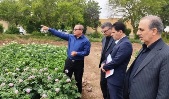 تحول در تولید سیب‌زمینی با آبیاری «تیپ»/ صرفه‌جویی ۴۰ درصدی در مصرف منابع آبی