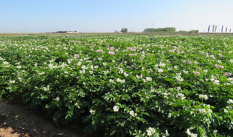 پیوند دانش و مزرعه؛ رویکرد مسئله‌محور برای ارتقای بهره‌وری