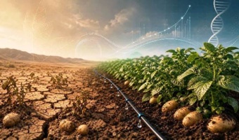 تولید پایدار سیب‌زمینی در شرایط خشکسالی با مدیریت آبیاری و ارقام متحمل؛ معرفی برترین ژنوتیپ‌ها