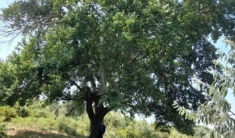 شناسایی چهار اصله درخت کهنسال «سفیدپلت» در جنگل‌های حاشیه رودخانه ارس