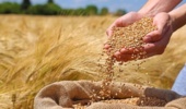 بذور اصلاح شده، تضمین‌کننده امنیت غذایی و تاب‌آوری کشاورزی