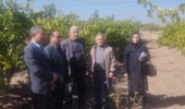 عدم هرس به‌موقع و تغذیه نادرست، علل اصلی عدم رنگ‌گیری انگورها