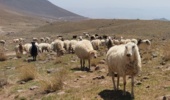 طرح تحقیقی- توسعه‌ای سه‌سالۀ برای ارتقای بهره‌وری پرورش دام سبک اجرا می‌شود