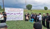 ارقام جدید نخود، کشاورزی دیم را متحول کرد