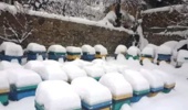 زمستان‌گذرانی هوشمند، ضرورتی برای پایداری صنعت زنبورداری در مناطق سردسیر