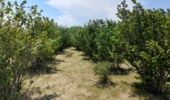 مهارت‌افزایی ۷۰ نفر در استان اردبیل برای تحقق طرح یک میلیارد درخت