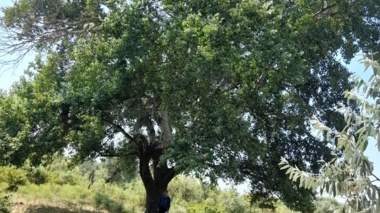 شناسایی چهار اصله درخت کهنسال «سفیدپلت» در جنگل‌های حاشیه رودخانه ارس