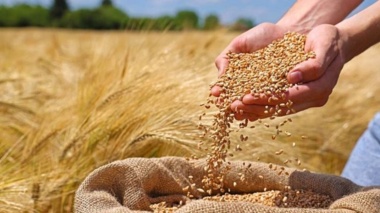 بذور اصلاح شده، تضمین‌کننده امنیت غذایی و تاب‌آوری کشاورزی