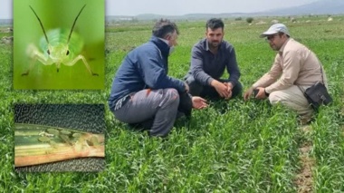 وبینار تخصصی مدیریت آفات غلات در دیمزارها