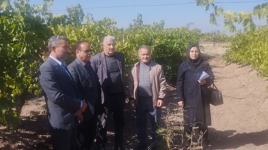 عدم هرس به‌موقع و تغذیه نادرست، علل اصلی عدم رنگ‌گیری انگورها