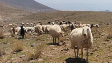 طرح تحقیقی- توسعه‌ای سه‌سالۀ برای ارتقای بهره‌وری پرورش دام سبک اجرا می‌شود
