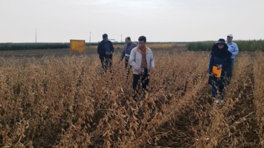 گامی برای خودکفایی؛ ثبت ارقام هسته‌ای سویا برای کاهش وابستگی به واردات