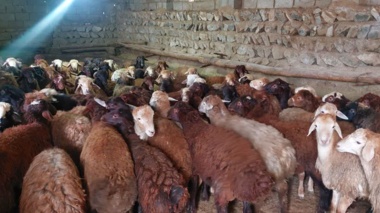 پرواربندی علمی بره‌ها، محرک توسعه اقتصادی در مناطق روستایی