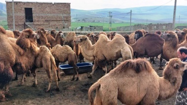 تحول در پرورش شتر دوکوهانه با جیره‌های نوین/ کاهش سن بلوغ و تغییر فصل زایش