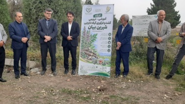 کشت و توسعه شیرین‌بیان؛ راهکاری برای کاهش فشار بر رویشگاه‌های طبیعی و افزایش رونق اقتصاد روستایی